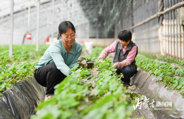 再有半个月，呼和浩特本地草莓大量上市！