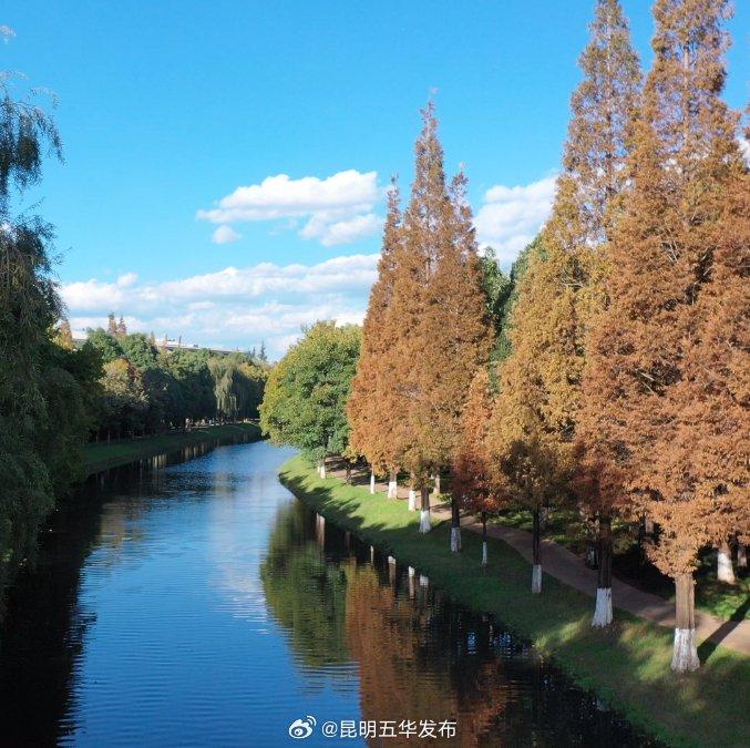 冬季到春城来看花！这份昆明冬日赏花地图请查收