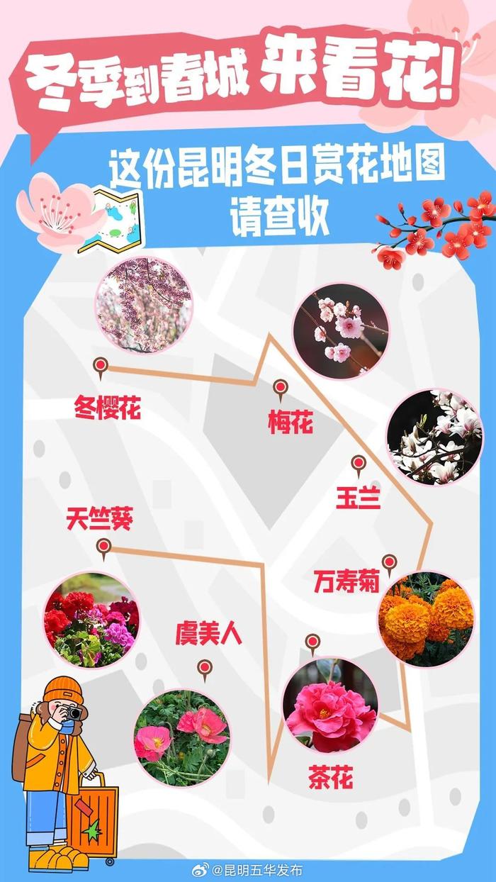 冬季到春城来看花！这份昆明冬日赏花地图请查收