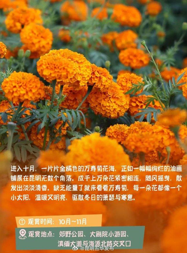 冬季到春城来看花！这份昆明冬日赏花地图请查收