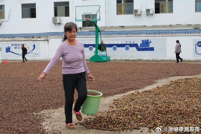 乡派出所变身油茶果晒场