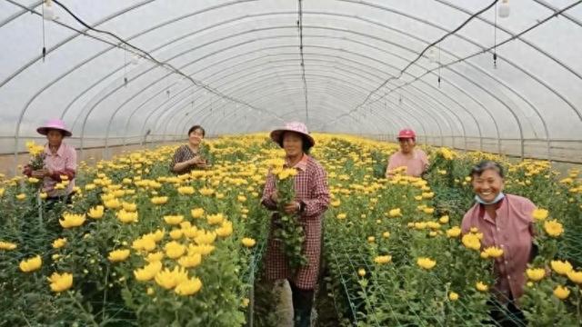 江西九江：大棚菊花采摘忙 错时种植促增收