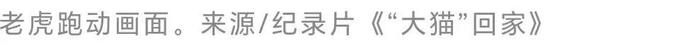 《水浒传》里的武松真能把老虎打死吗？