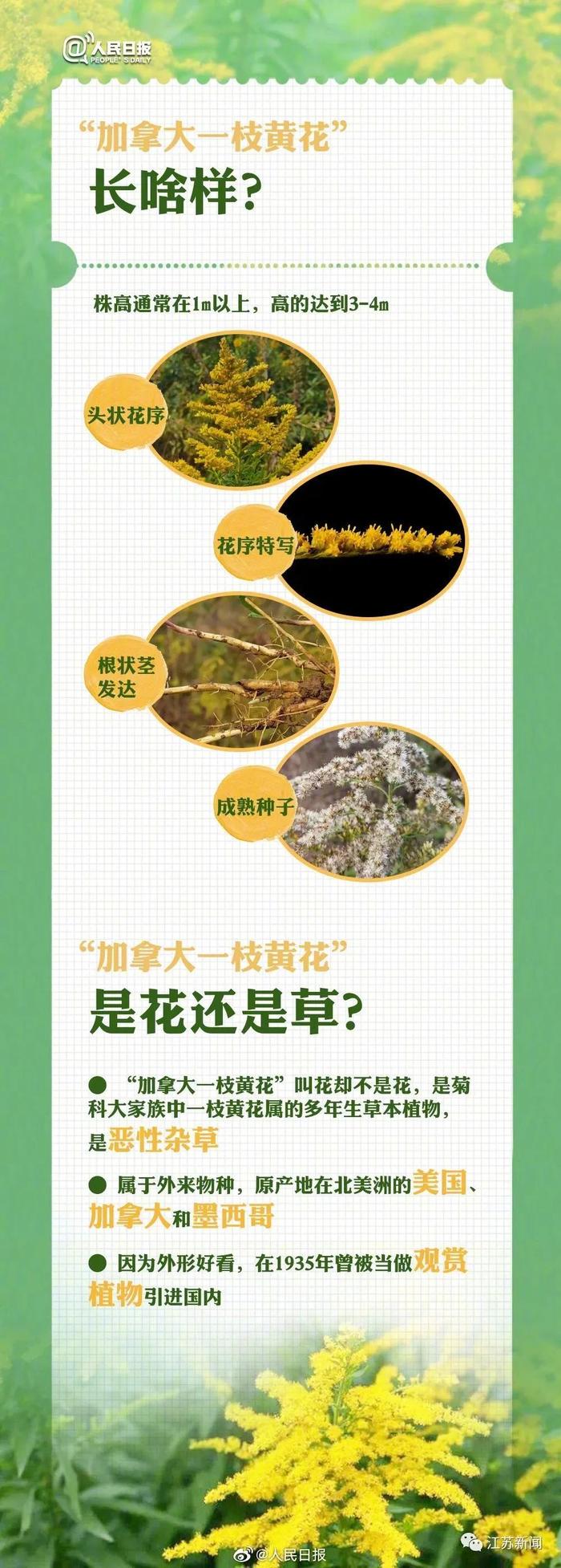 云南近期出现了！看到立即上报