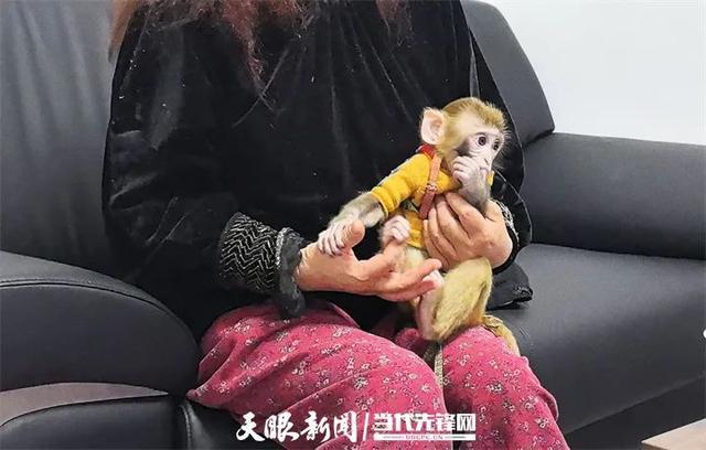 网传女子私养黔灵山野生猕猴？当事人回应！