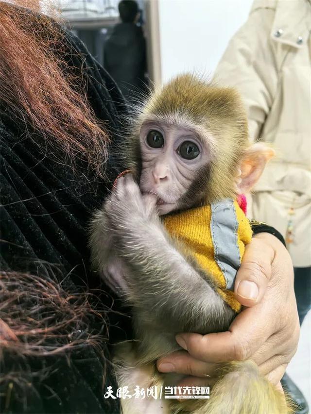 网传女子私养黔灵山野生猕猴？当事人回应！