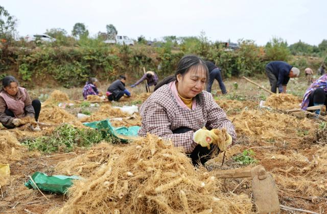 玉竹丰收采挖忙 为民致富“开药方”