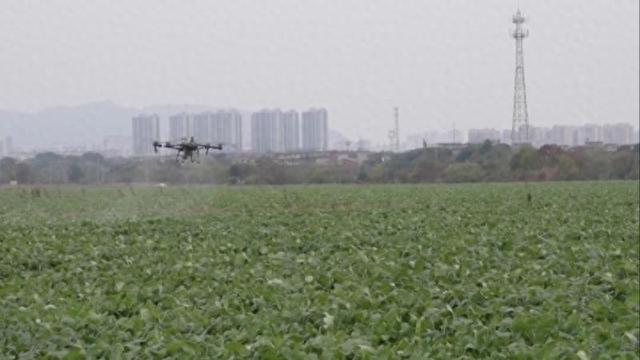 江西新余：推广无人机喷药技术 保障19.5万亩油菜丰收