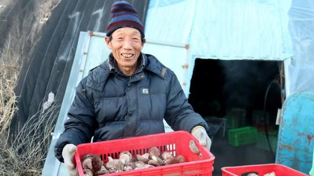 林西县探索“南菇北引”  打造中国北方最大草原花菇生产基地