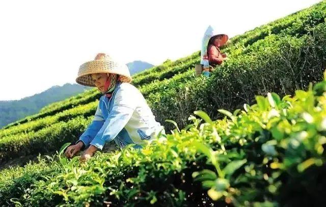 中国有个海南岛丨藏在海南热带雨林里的这片叶，到底有多宝藏？