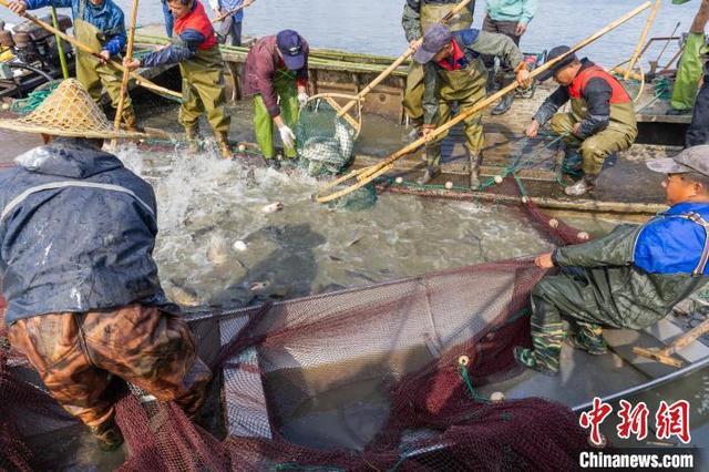 鱼跃人欢庆丰收 浙江德清下渚湖千人共享鱼汤饭