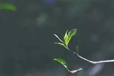 中国有个海南岛丨藏在海南热带雨林里的这片叶，到底有多宝藏？