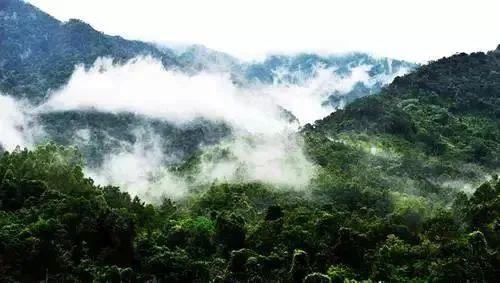 中国有个海南岛丨藏在海南热带雨林里的这片叶，到底有多宝藏？