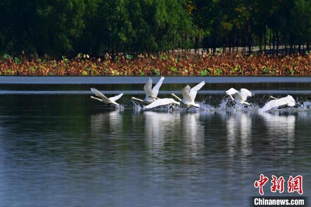 湖北当阳季家湖湿地公园现“天鹅湖”景观