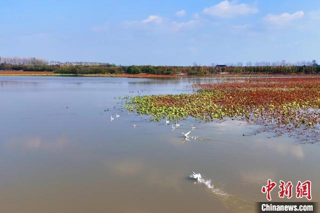 湖北当阳季家湖湿地公园现“天鹅湖”景观