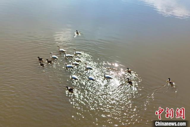 湖北当阳季家湖湿地公园现“天鹅湖”景观