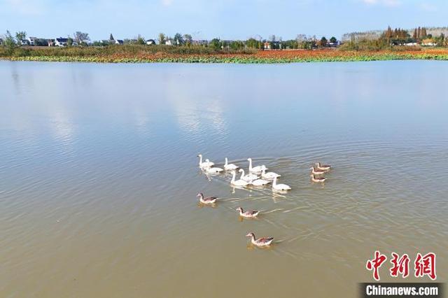 湖北当阳季家湖湿地公园现“天鹅湖”景观