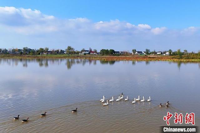 湖北当阳季家湖湿地公园现“天鹅湖”景观