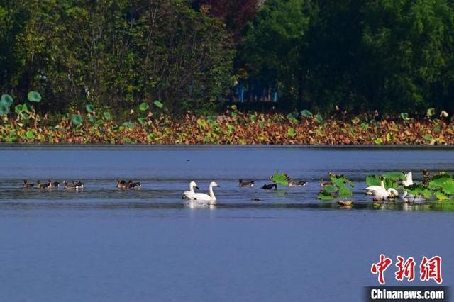 湖北当阳季家湖湿地公园现“天鹅湖”景观