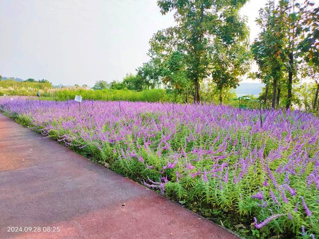 匠心野趣美妙融合，环江滨水大道添新景