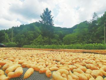 达州：打造全国“森林四库”建设先行示范市