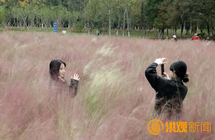 太美了！南昌粉色花海，等你来打卡