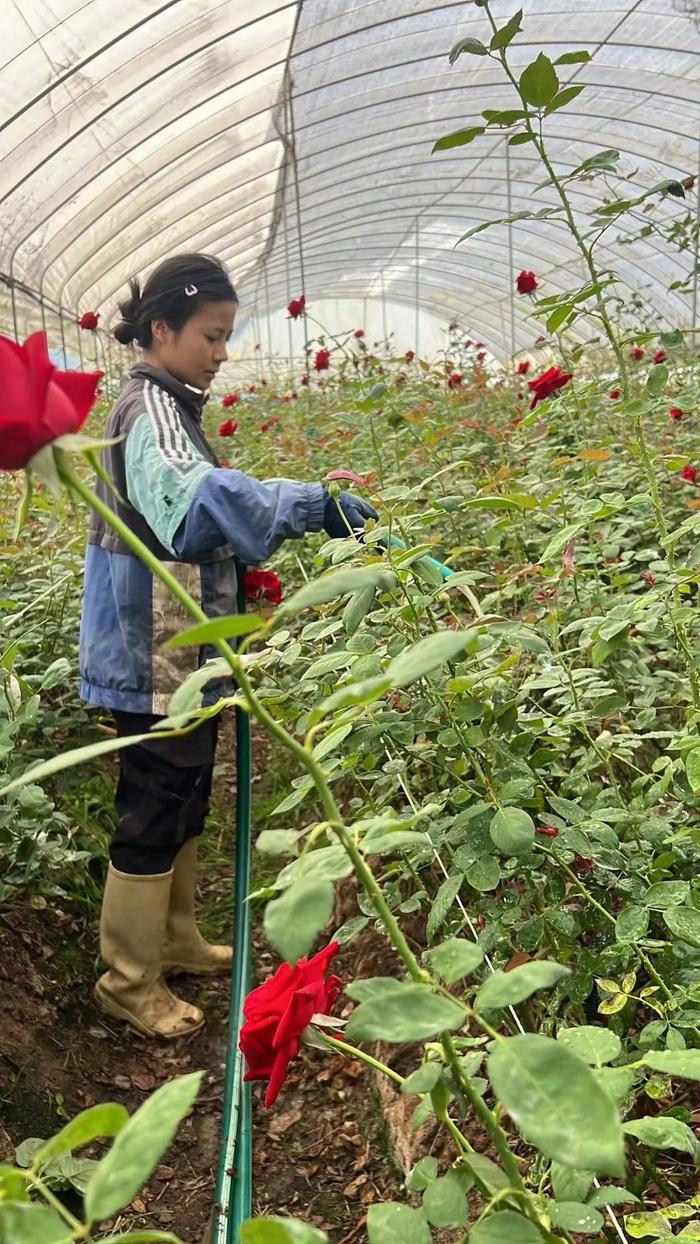 “要不，回家种花？” | 在云南样样好