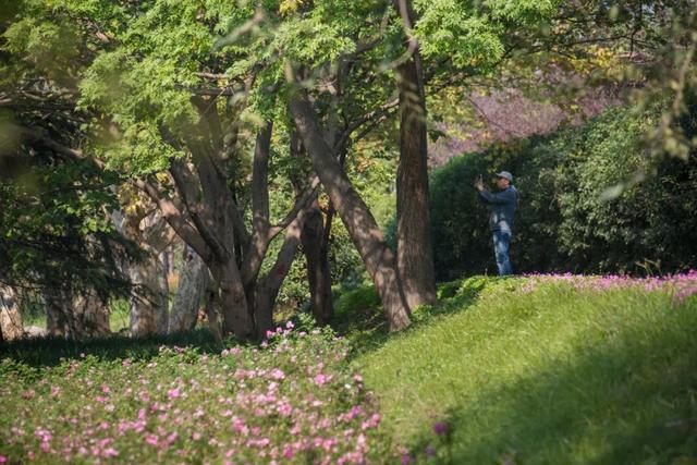 上海长宁这条银杏大道，金色盛宴已开启