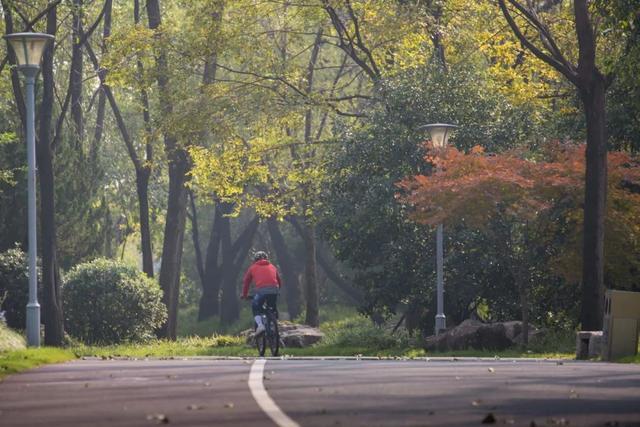 上海长宁这条银杏大道，金色盛宴已开启