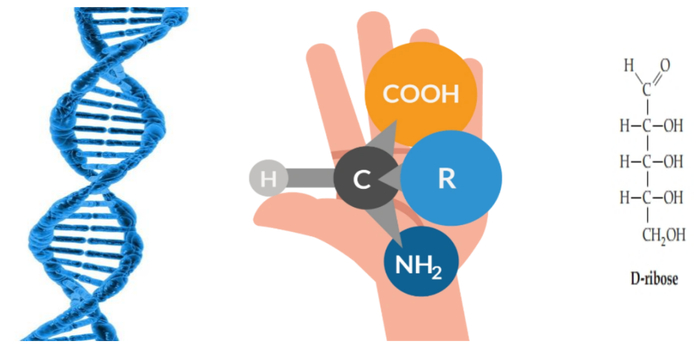 几何密铺能解开生命手性之谜吗?