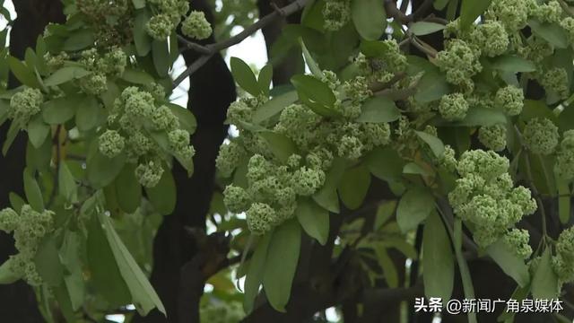 路上老是奇臭无比？原来是这种植物在作怪！