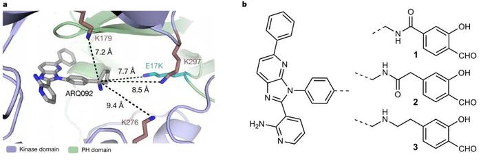 Nature重磅：乳腺癌治疗新策略！选择性抑制AKT1，减少副作用(图2)