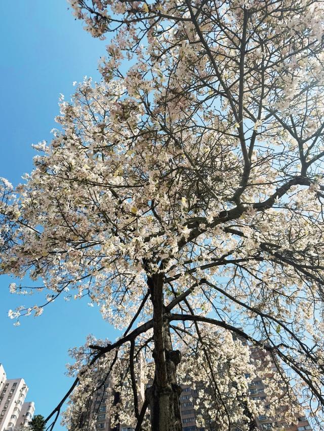 粤看粤美｜广州的“雪”来了！白色异木棉盛放冬日