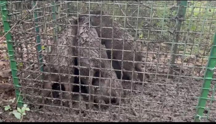 野猪进城,猎捕野猪为什么这么难?