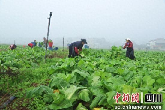 资阳安岳：蔬菜飘香采收时 丰富冬季“菜篮子”