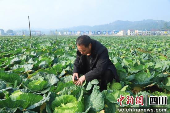 资阳安岳：蔬菜飘香采收时 丰富冬季“菜篮子”