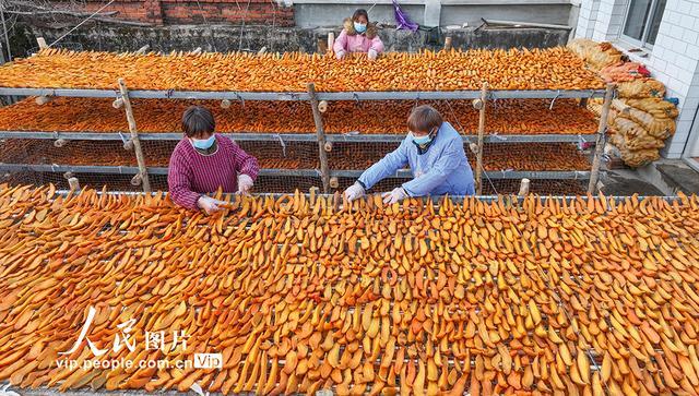 河北遵化：山地红薯加工转化助增收