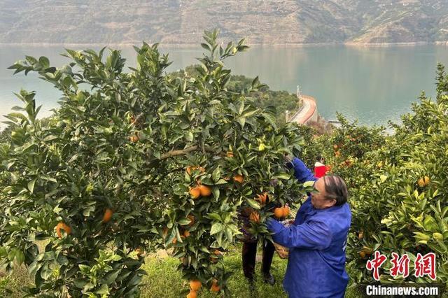 三峡库区脐橙成熟上市 奉节脐橙远销海外