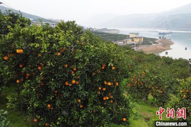 三峡库区脐橙成熟上市 奉节脐橙远销海外