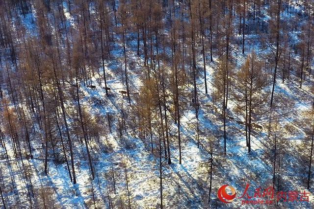 探秘“中国冷极”根河：潺潺不动河 “寻”鹿林海间