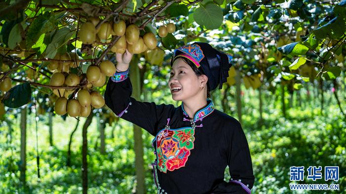 走基层·看一线丨西畴县打造林业农业复合发展模式