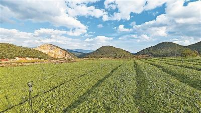 滇南有灵草 名曰灯盏花（道地药材巡礼·云南篇）