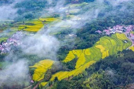 你听说过“韭菜水稻”吗？