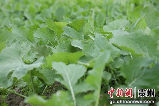 长顺：无人机飞防植保 为12万亩油菜丰收护航