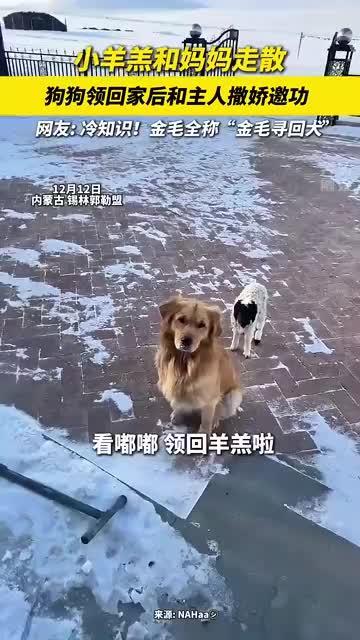 小羊和妈妈走散 被狗狗领回家邀功 网友：难怪叫寻回猎犬