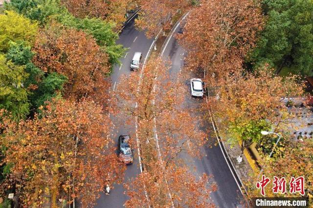 冬日梧桐色彩斑斓扮靓重庆街景