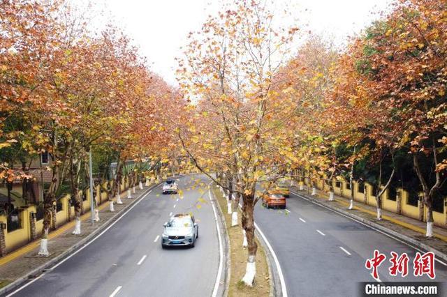 冬日梧桐色彩斑斓扮靓重庆街景