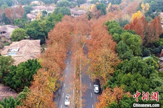 冬日梧桐色彩斑斓扮靓重庆街景