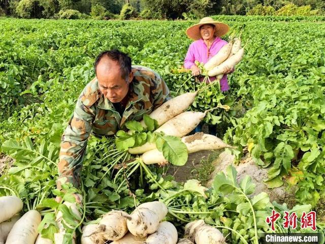 广东侨乡江门“甜水萝卜”上市 市民争先尝鲜