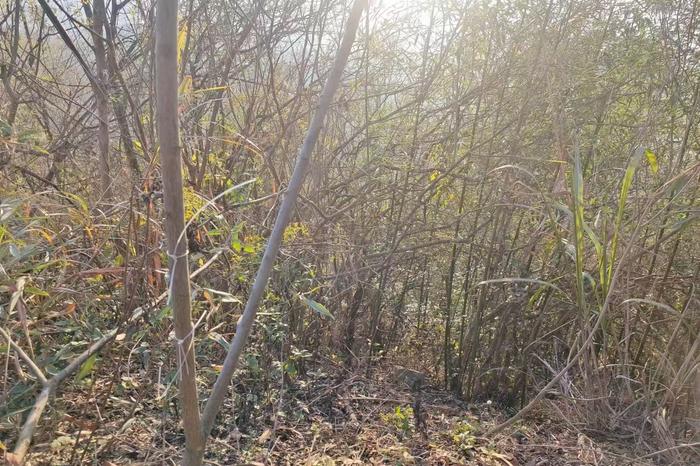 湖北阳新通报一村民触电死亡:私架电线嫌疑人在逃,“五年三人被电死”不实